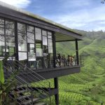 Cameron Highlands travel blog — The fullest travel guide & what to do in Cameron Highlands for first-timers