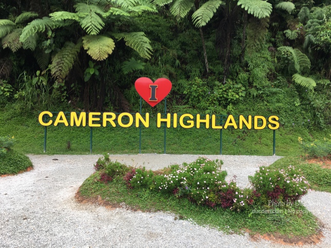cameron highlands travel guide
