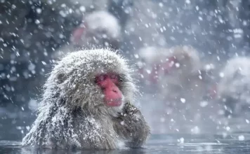 Japan winter travel blog: 13+ Top places to visit & best things to do in Japan in winter