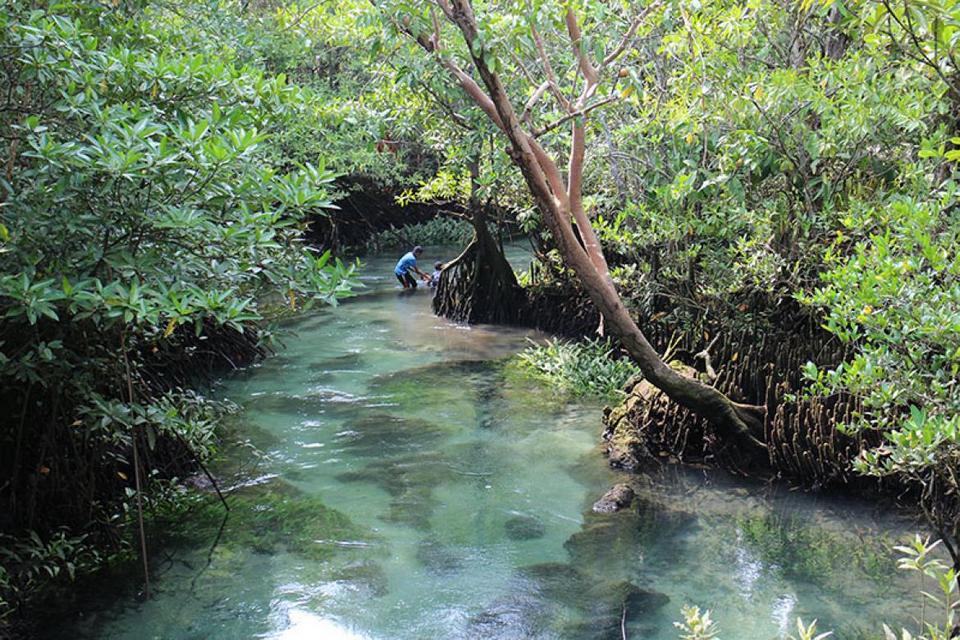 Ao Luk mangrove in Krabi