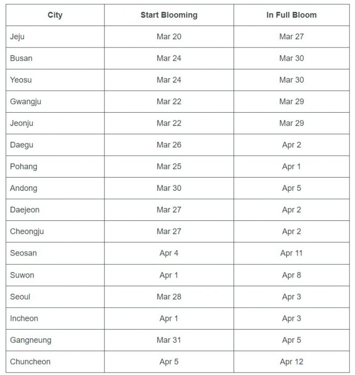 Korea cherry blossom 2025 forecast — The best time & 9 best places to