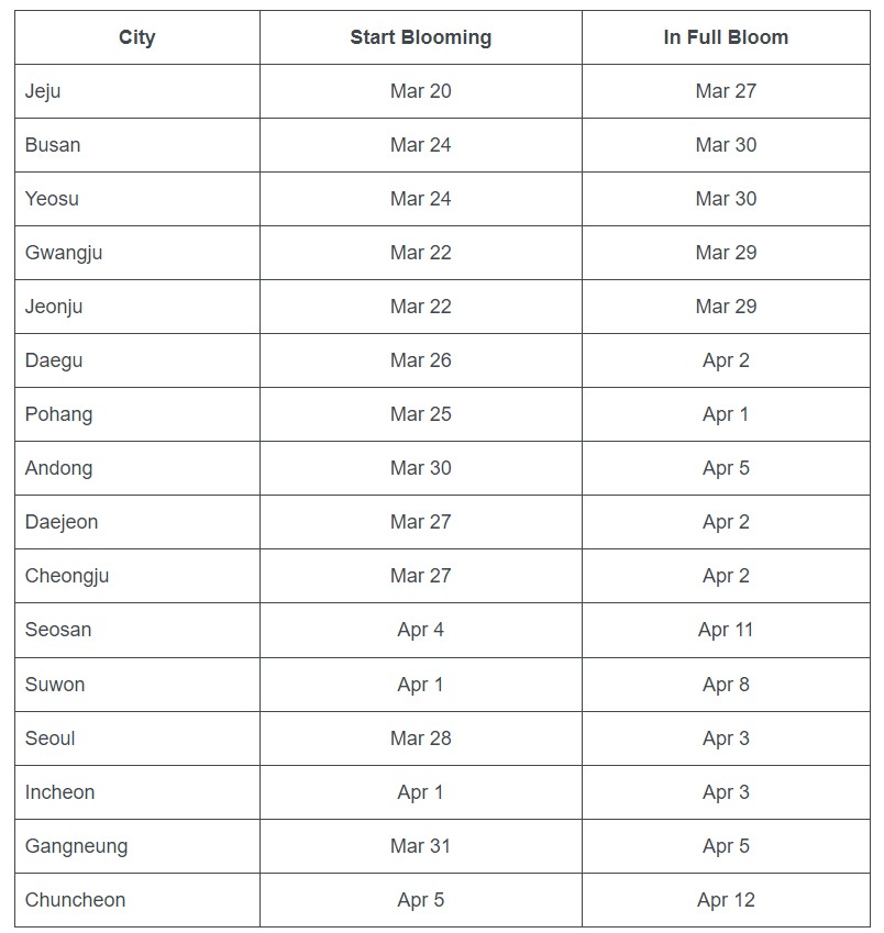 korea cherry blossom by cities