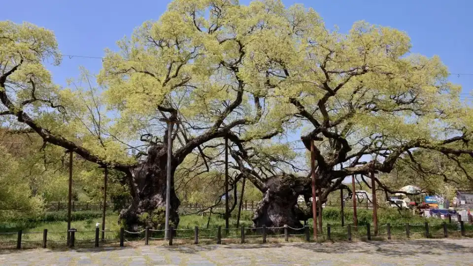 One of the centuries-old willow trees at Gwangju Lake Eco Park, South Korea