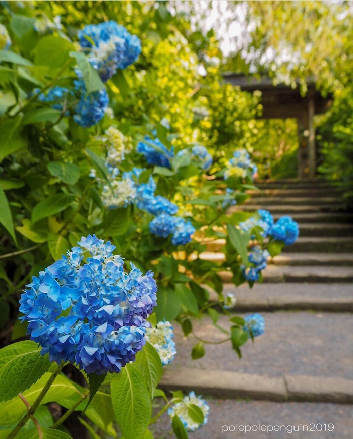 Megetsuin temple kamakura