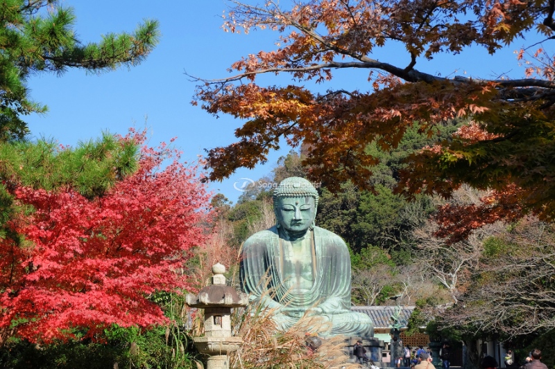 great buddha kamakura339