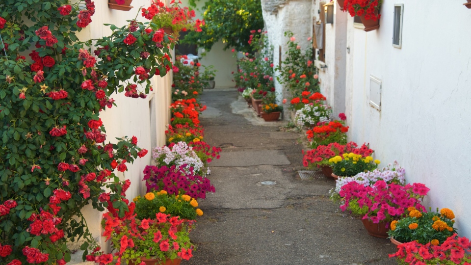 156303-Alberobello