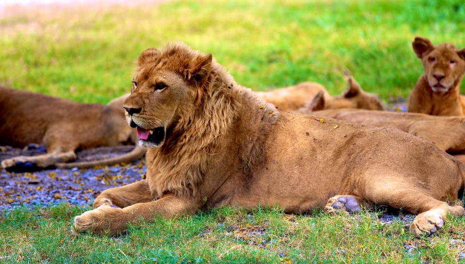 Lions in Safari world, Bangkok, Thailand.@neamakela