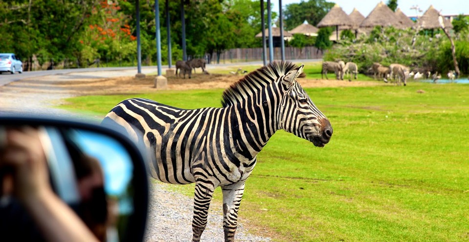 Zebra in Safari world, Bangkok, Thailand.@neamakela