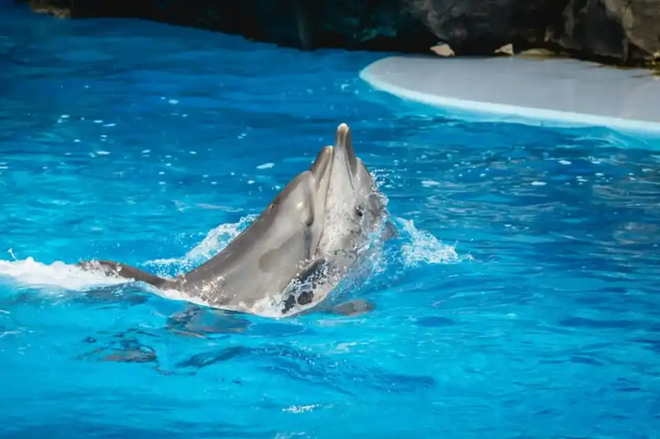 Dolphin show in Marine park, Bangkok, Thailand