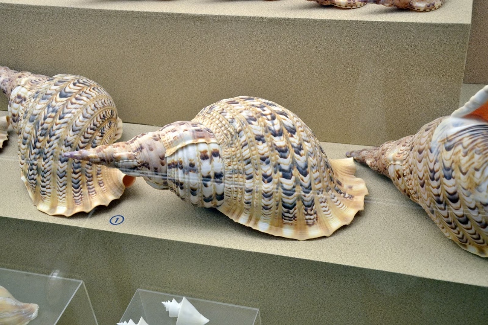 Best-gifts-from-Thailand_Seashells2