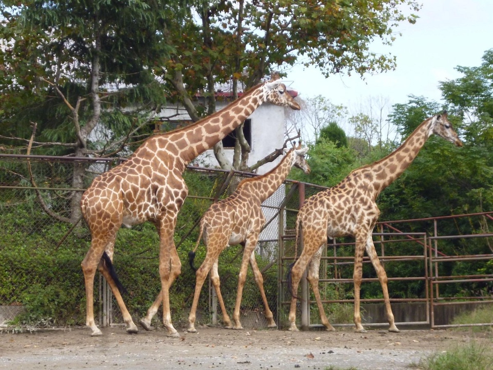 shanghai-wild-animal