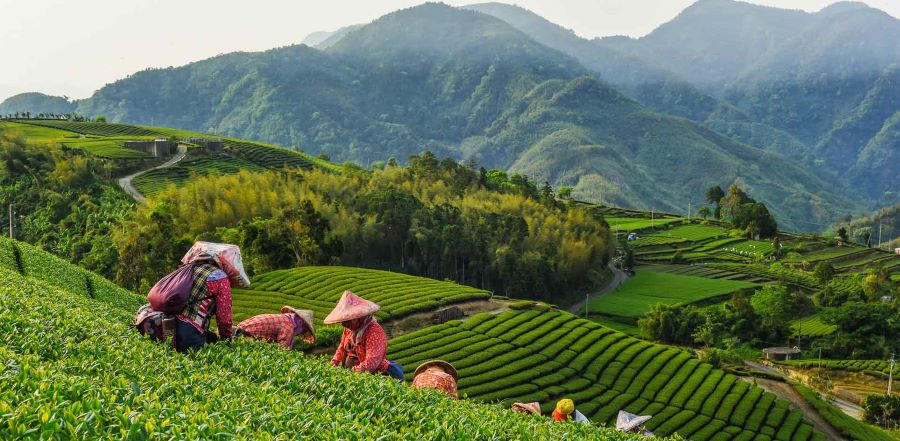 taiwan tea plantations