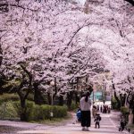 When is the best time to visit South Korea? — The best, worst, affordable & best season to visit Korea
