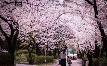 When is the best time to visit South Korea? — The best, worst, affordable & best season to visit Korea