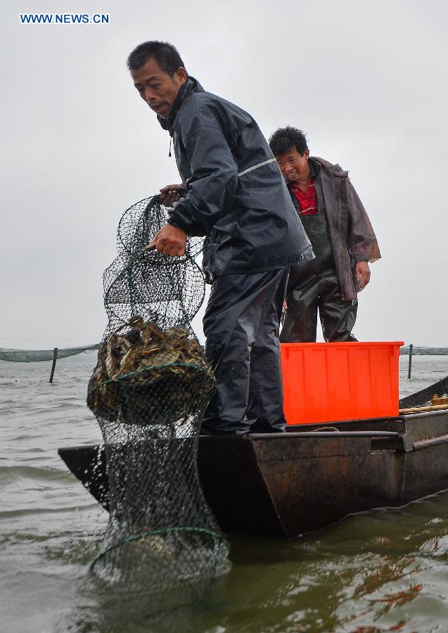 Hairy Crab harvest in Yancheng Lake, Suzhou, China