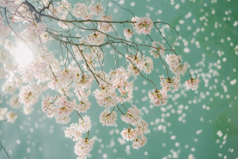 kyoto cherry blossoms japan10