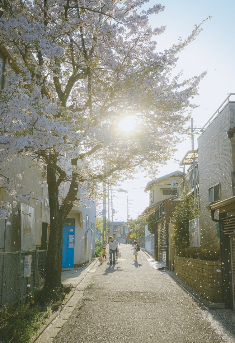 kyoto cherry blossoms japan13