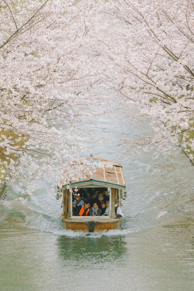 kyoto cherry blossoms japan4