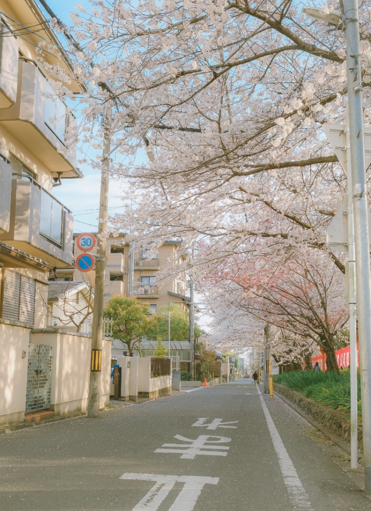 kyoto cherry blossoms japan9