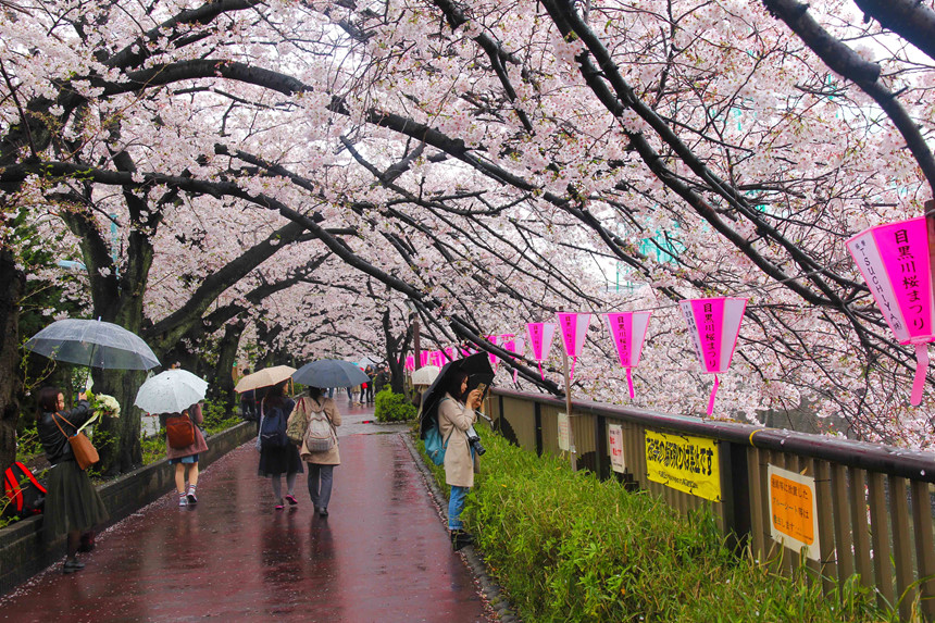 kyoto cherry1
