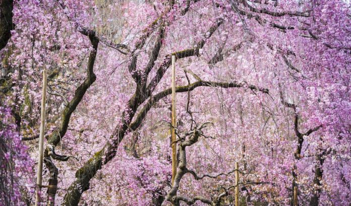 Kyoto cherry blossom 2024 forecast — The dates & 9+ best place to see ...