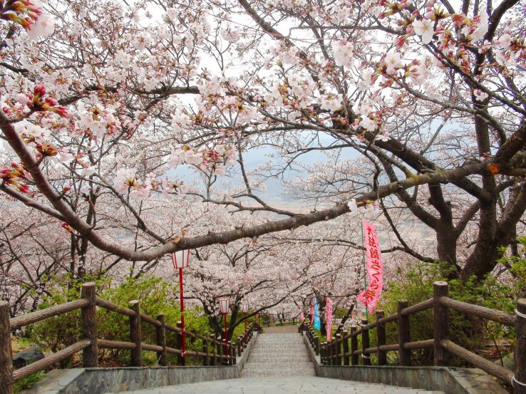 yamanashi spring cherry blossoms