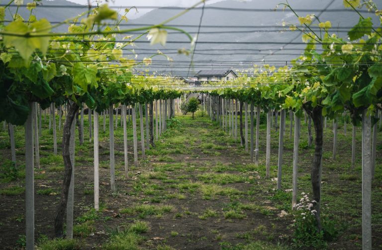 yamanashi vineyard