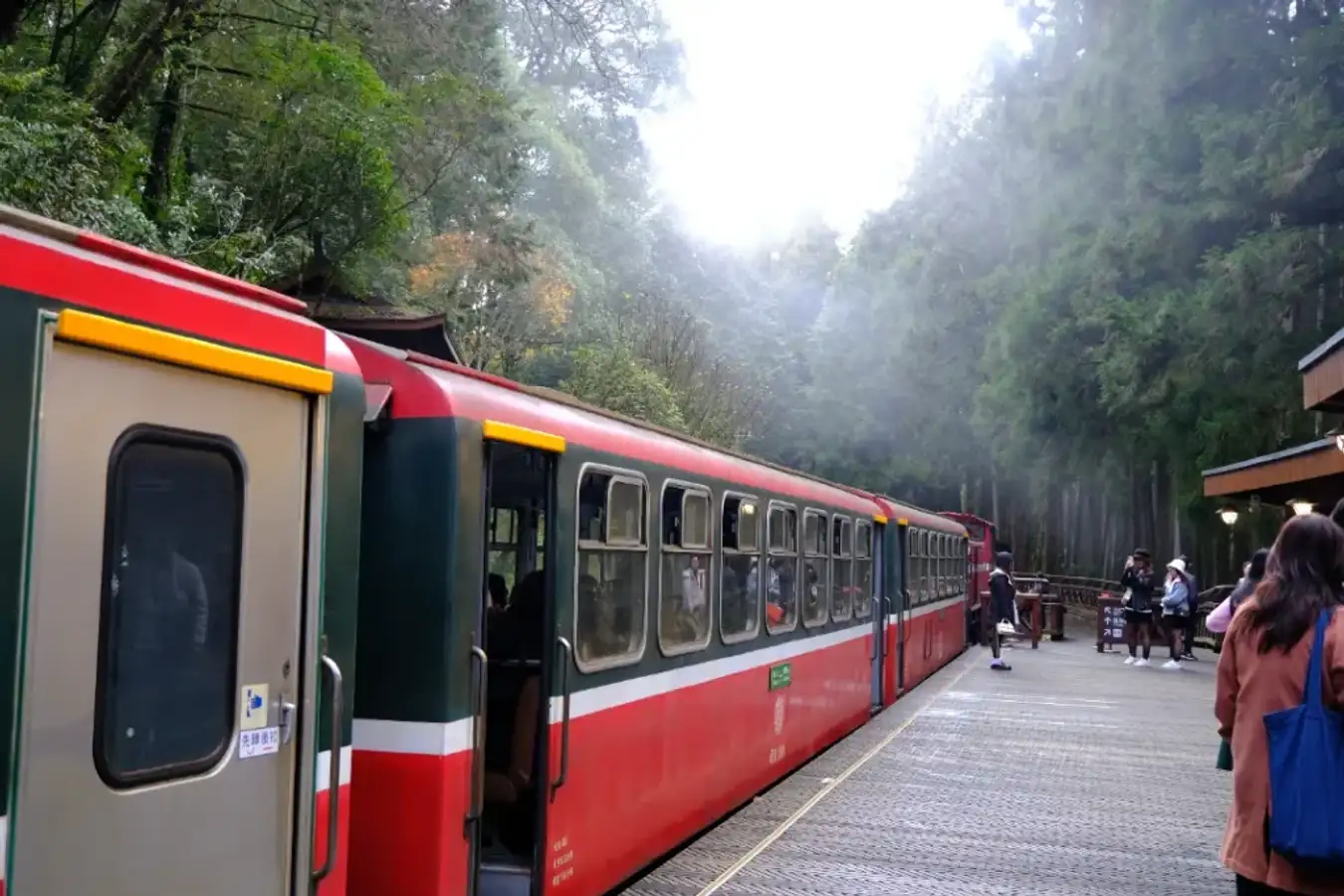alishan railway forest4