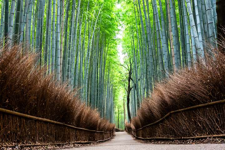 Rung-truc-Arashiyama-o-Kyoto-mot-trai-nghiem-thu-gian-hoan-hao-3