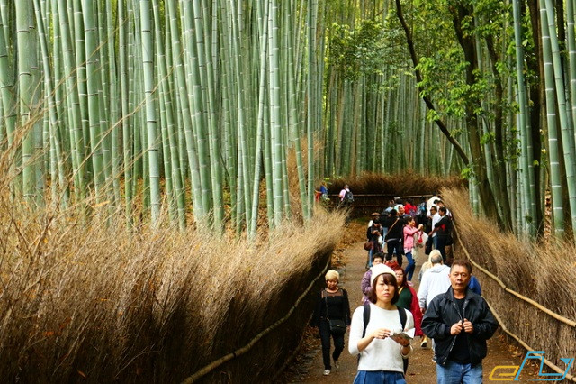 bo-tui-kinh-nghiem-du-lich-rung-tre-arashiyama-nhat-ban-6