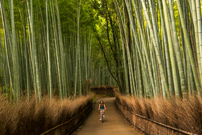 rung-tre-arashiyama-diem-du-lich-khong-the-bo-lo-khi-den-kyoto-nhat-ban-pyyiixky8r