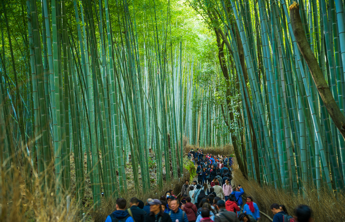 rung-tre-arashiyama-diem-du-lich-khong-the-bo-lo-khi-den-kyoto-nhat-ban-zwcxueczrg