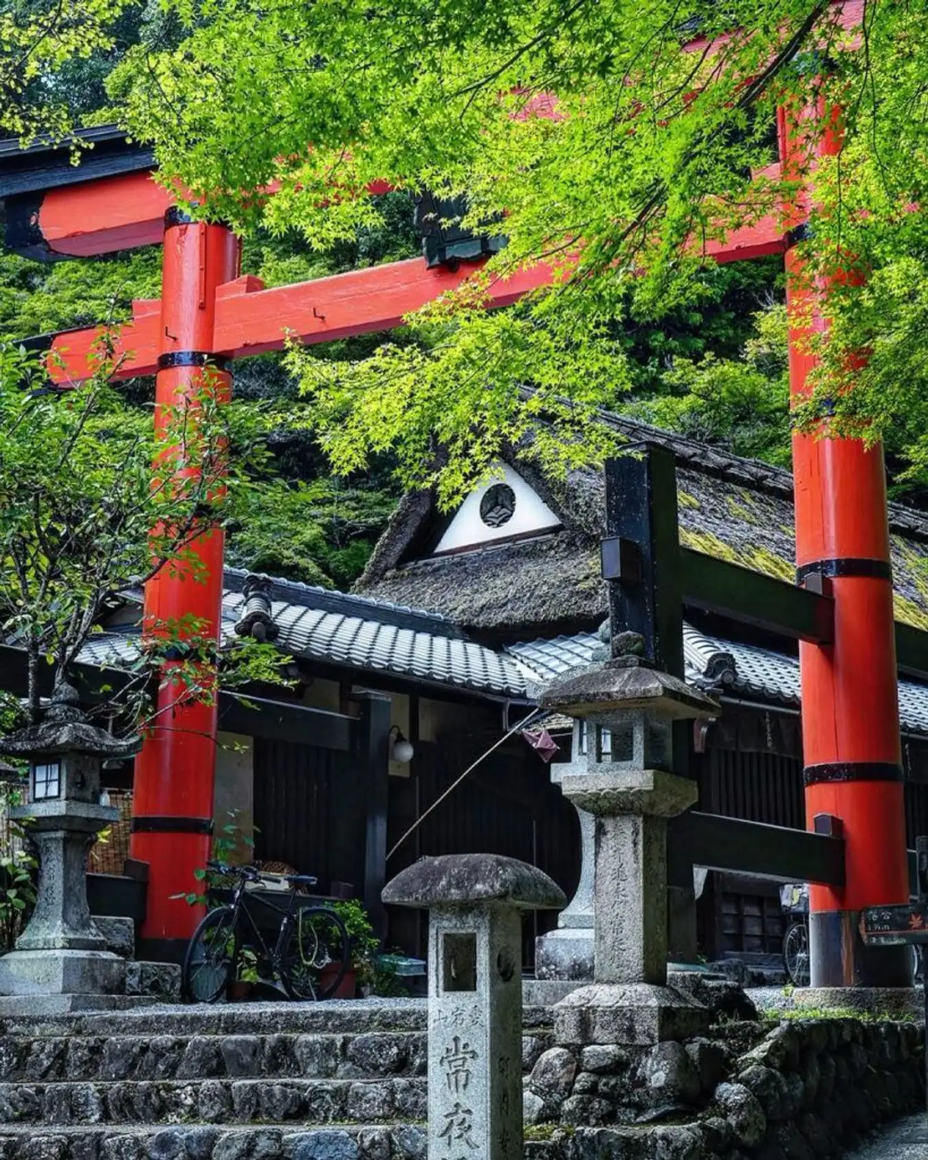 rung-truc-arashiyama-2-819×1024