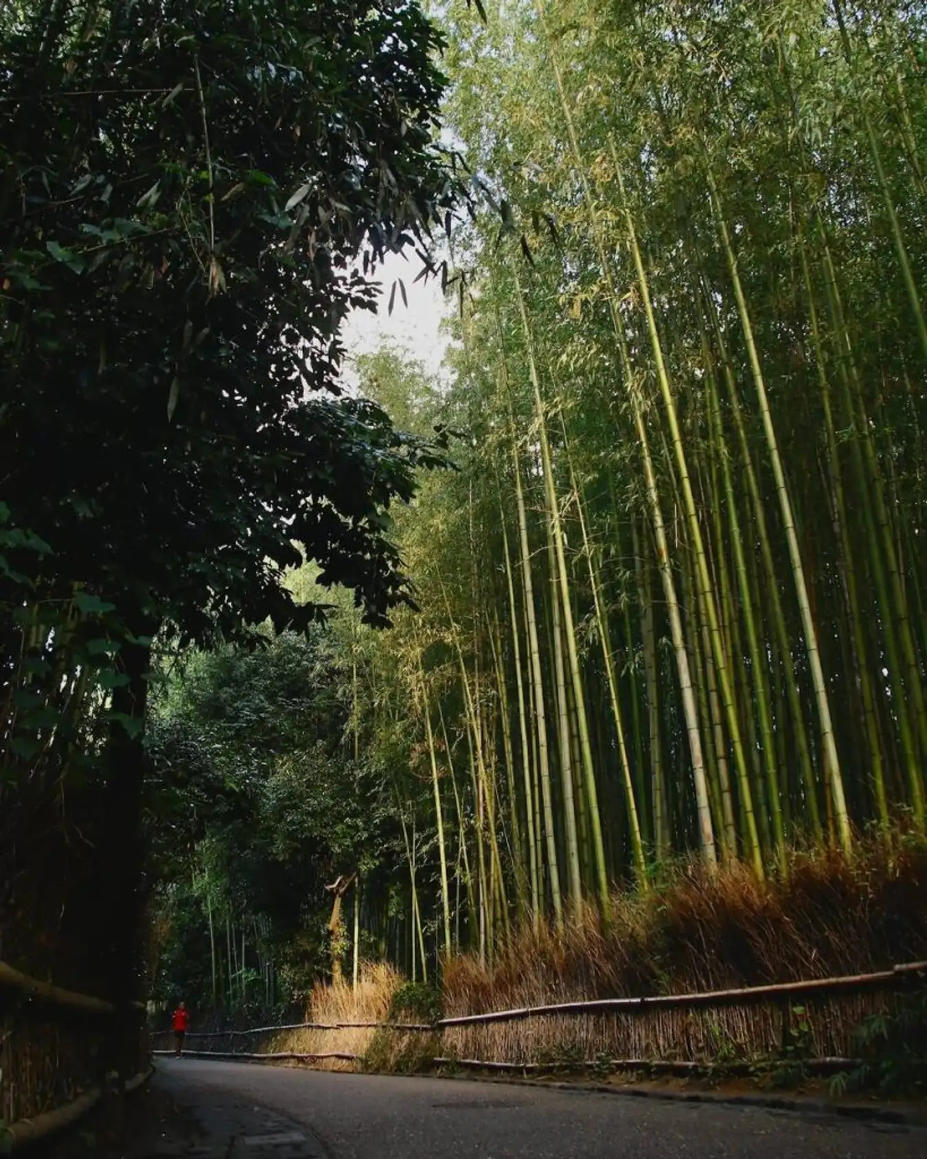 rung-truc-arashiyama-5-819×1024