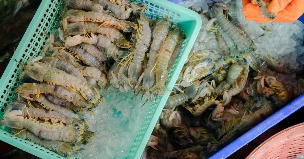 nha trang mantis shrimp