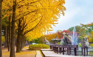 Nami island blog. How to get, when is the best time to visit, what to do