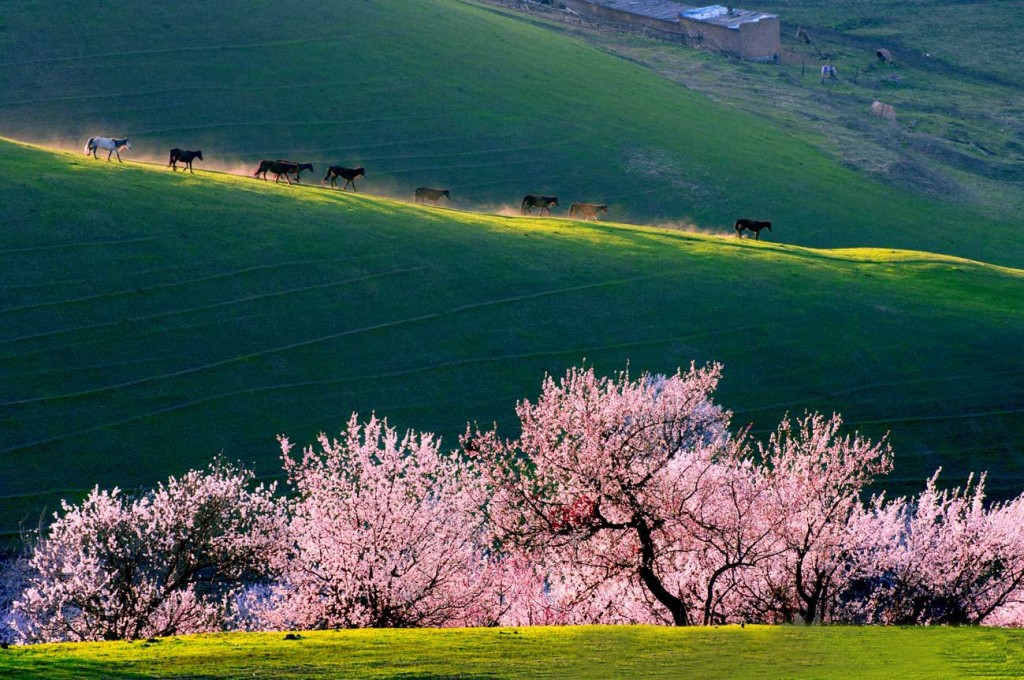 Hoa đào nở trên thảo nguyên Xinghuagou, Ili