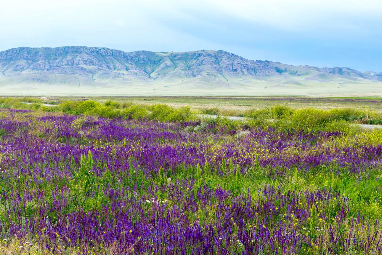 lavender xinjiang