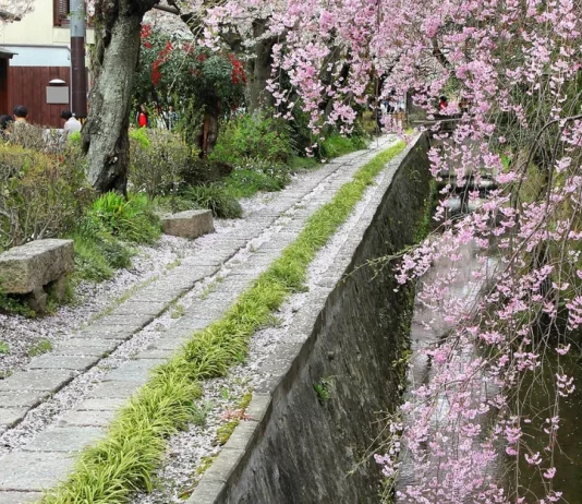 Japan cherry blossom 2026 dates & 12+ Stunning places to see cherry blossoms across in Japan