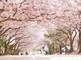 Where to see cherry blossoms in Korea: 15 best places to see cherry blossoms in Korea