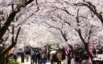 Fukuoka cherry blossom 2025 forecast. 6+ best spots & where to see cherry blossoms in Fukuoka