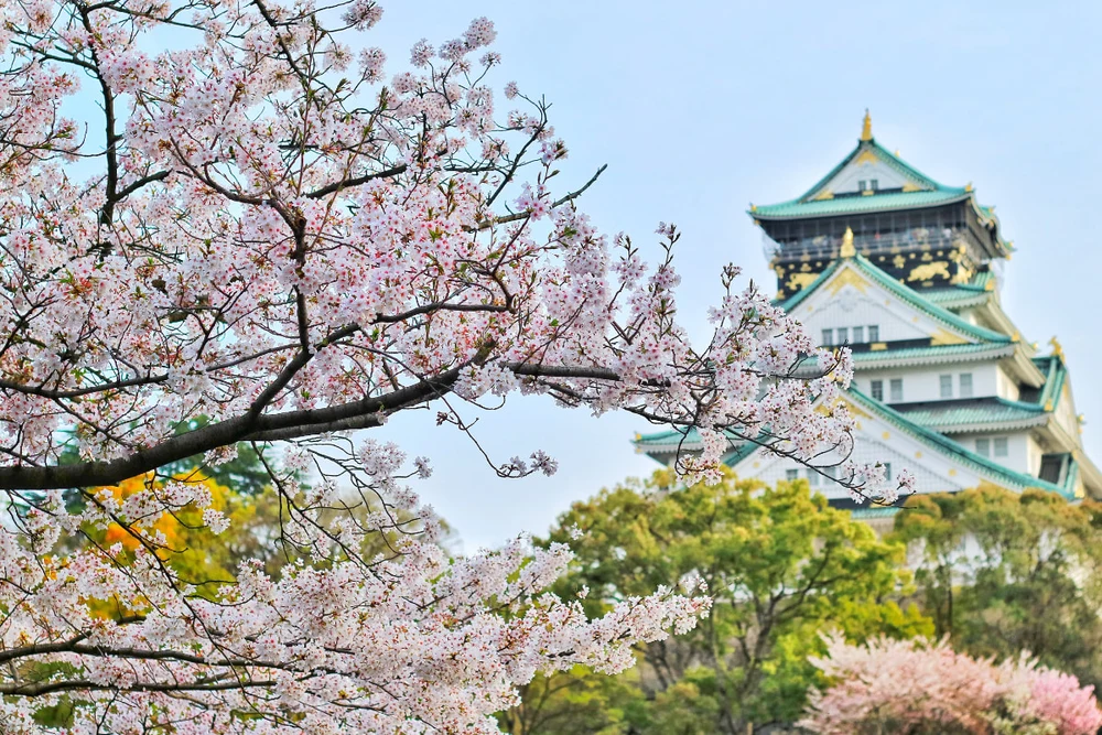 osaka castle cherry blossom japan