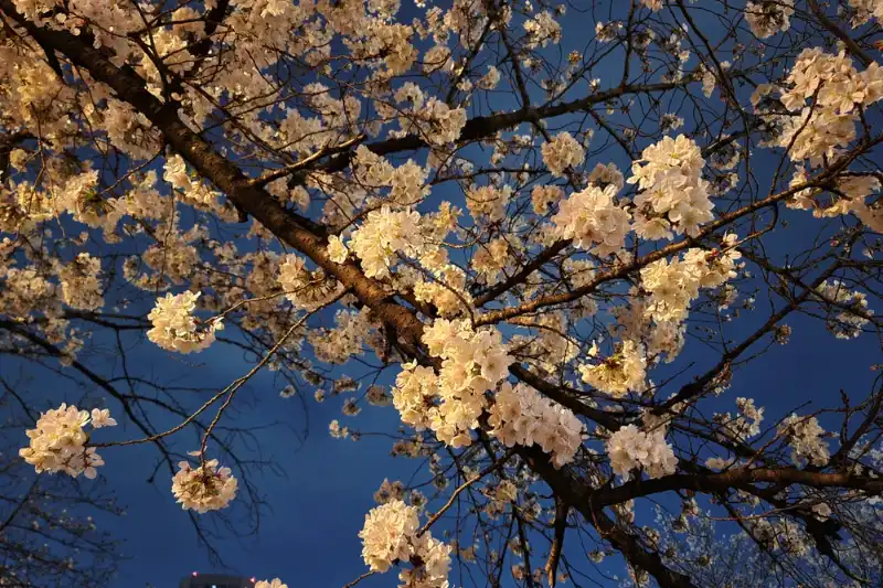 Kurotoriyama Park osaka cherry blossom