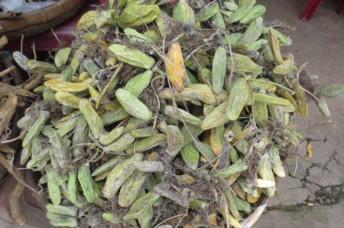 trai mo qua phu quoc2