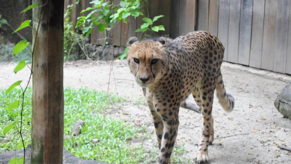 singapore zoo and night safari20