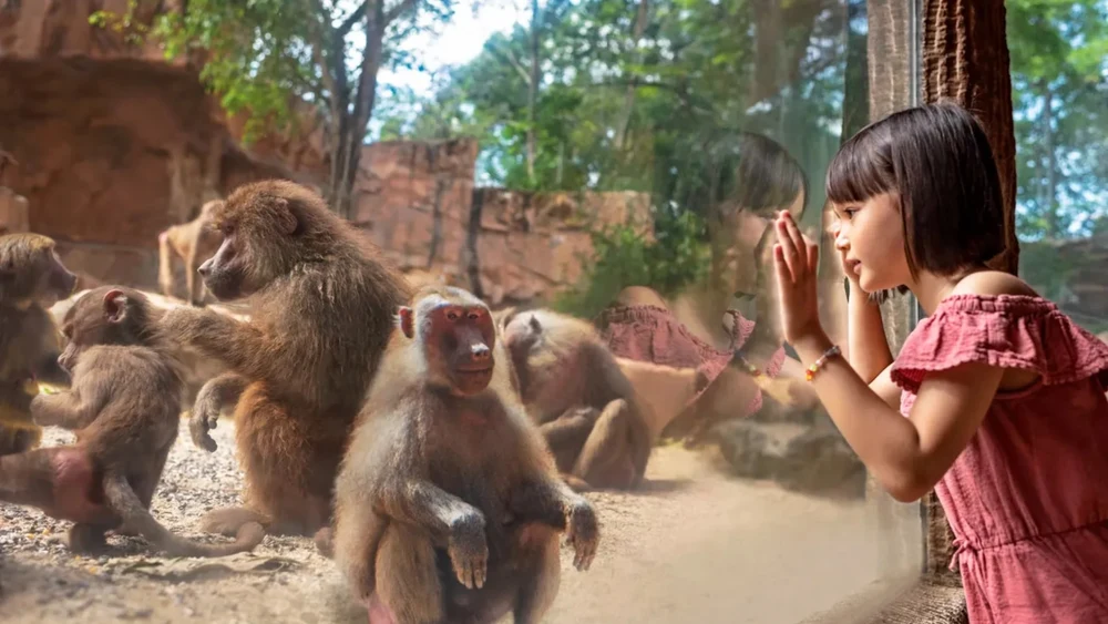 singapore zoo and night safari22