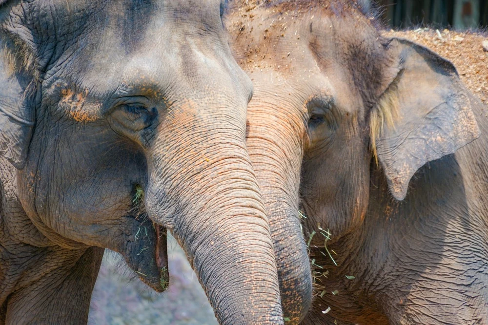 singapore zoo and night safari7