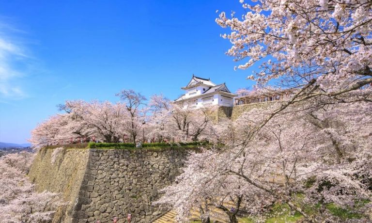 du-lich-okayama-4 cherry blossom festival castle